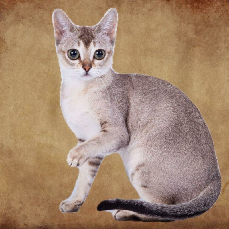 Кошки породы Сингапура