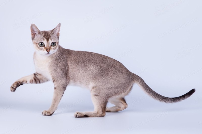 Сингапурская кошка серая