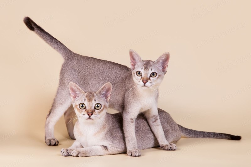 Цейлонская кошка