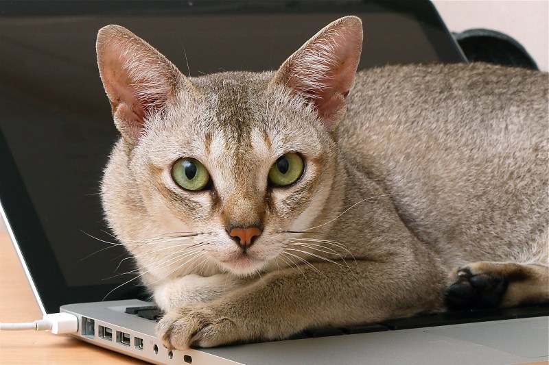 Сингапурская кошка котята