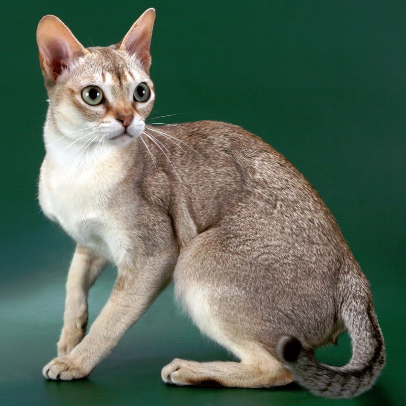 Сингапурская кошка