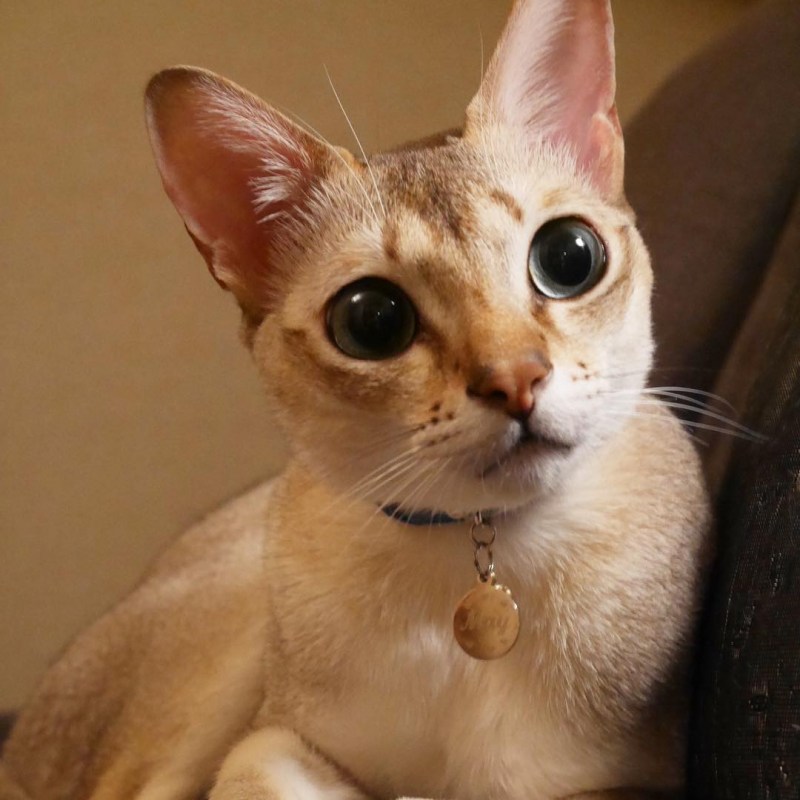 Сингапурская кошка