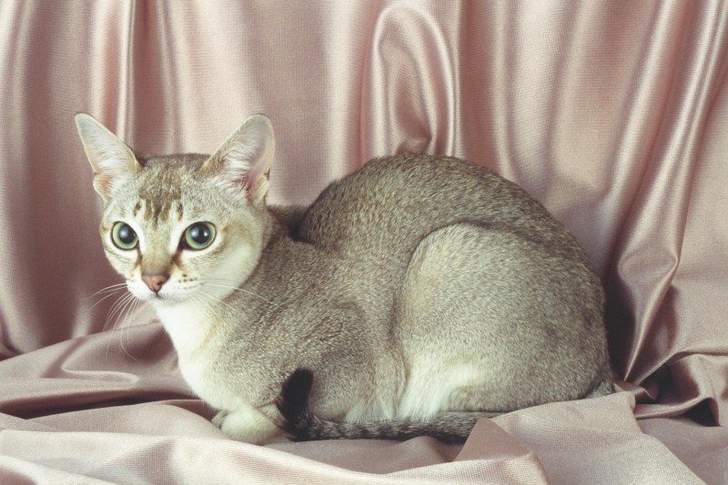 Кошки породы Сингапура