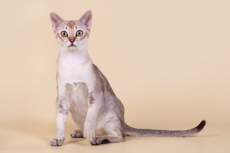 Сингапурская кошка