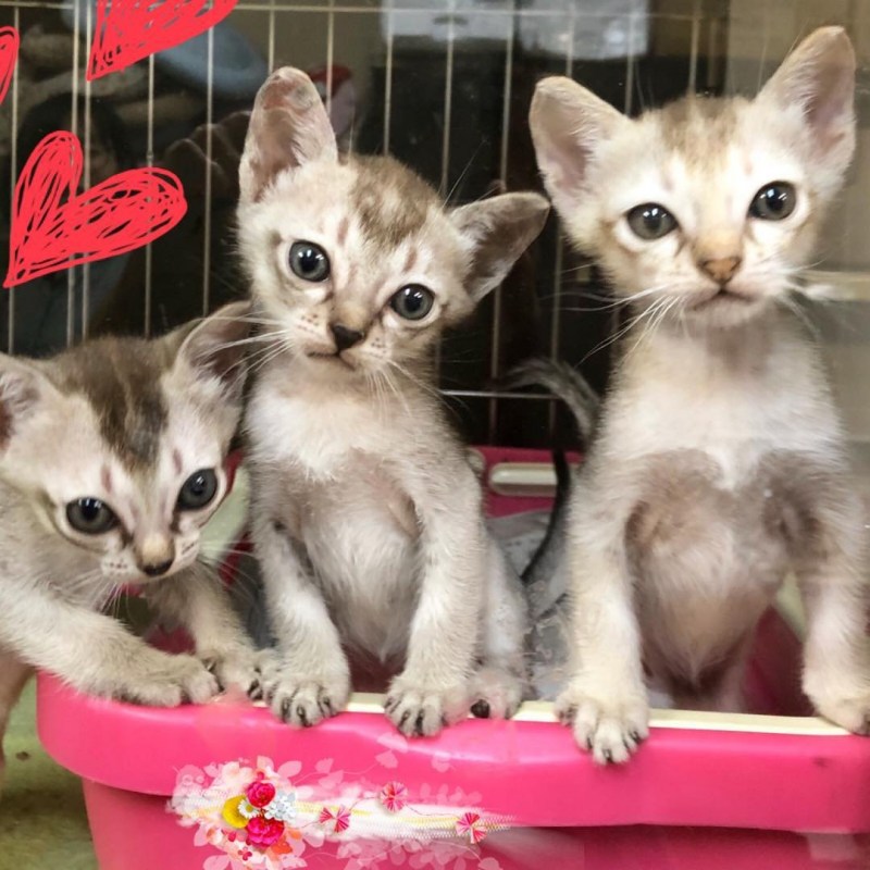 Сингапурская кошка