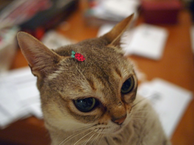 Кошки породы Сингапура