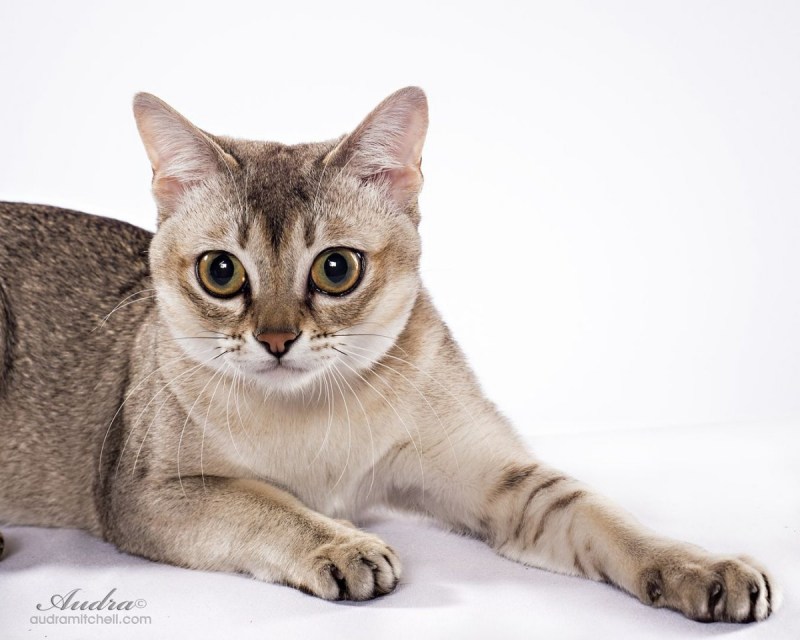 Сингапурская кошка котята