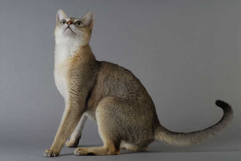 Сингапурская кошка и Манчкин