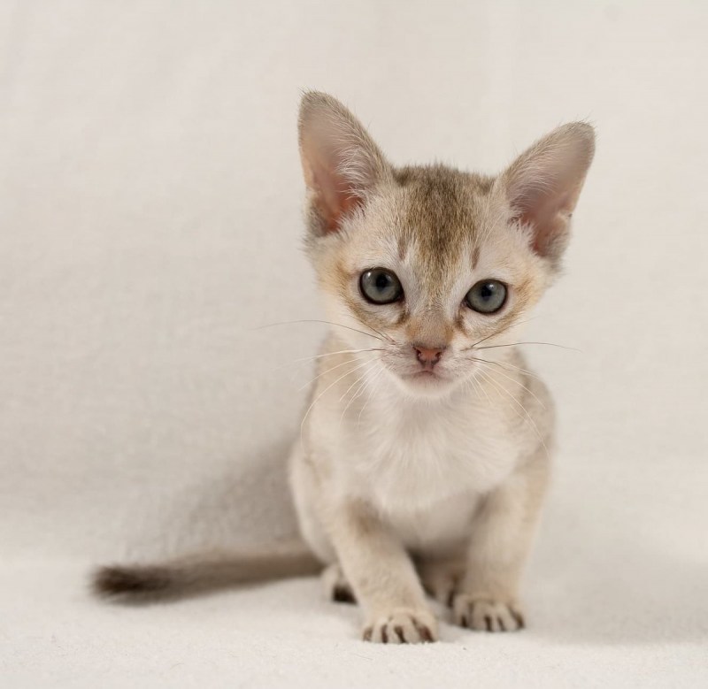 Сингапурская кошка
