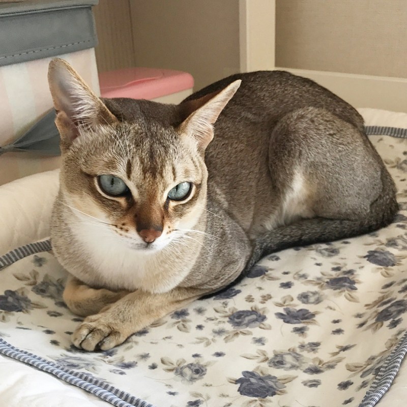 Сингапурская кошка котята