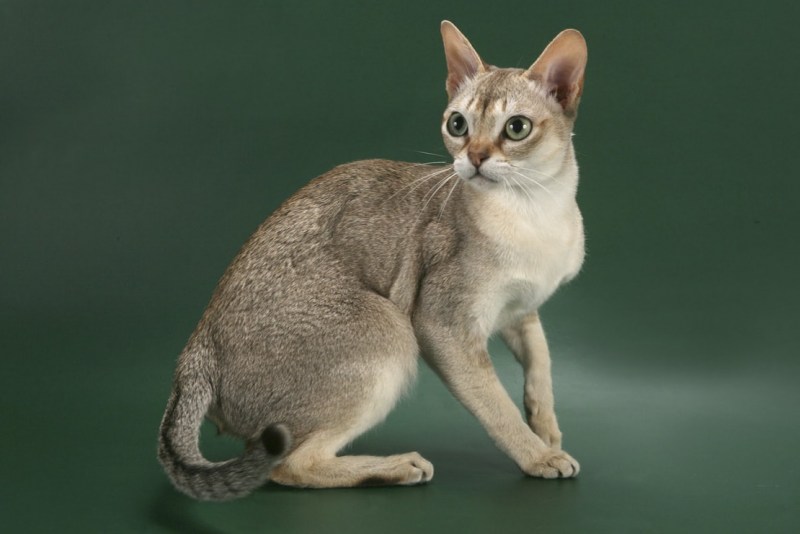 Сингапурская кошка