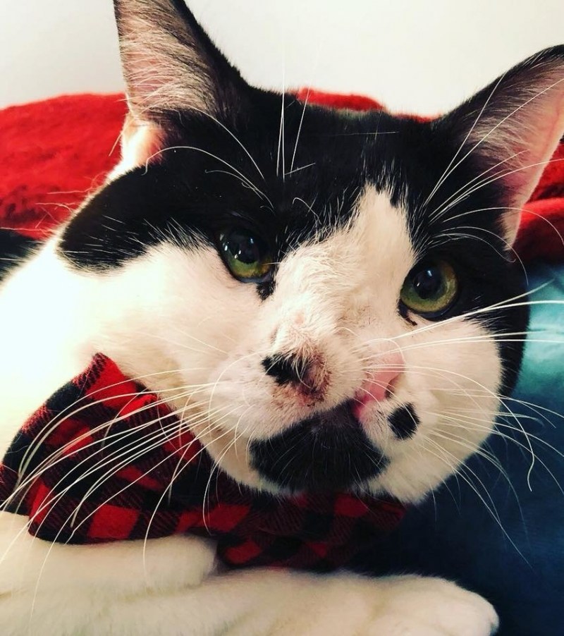 Необычные коты