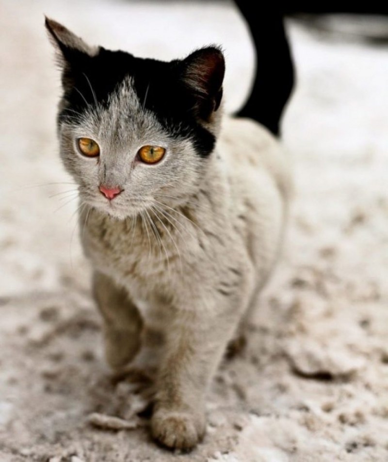 Кот даун