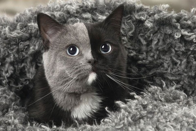 Двуликий кот Фрэнк и Луи