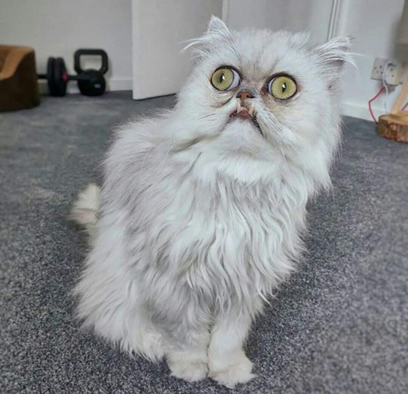 Необычные кошки