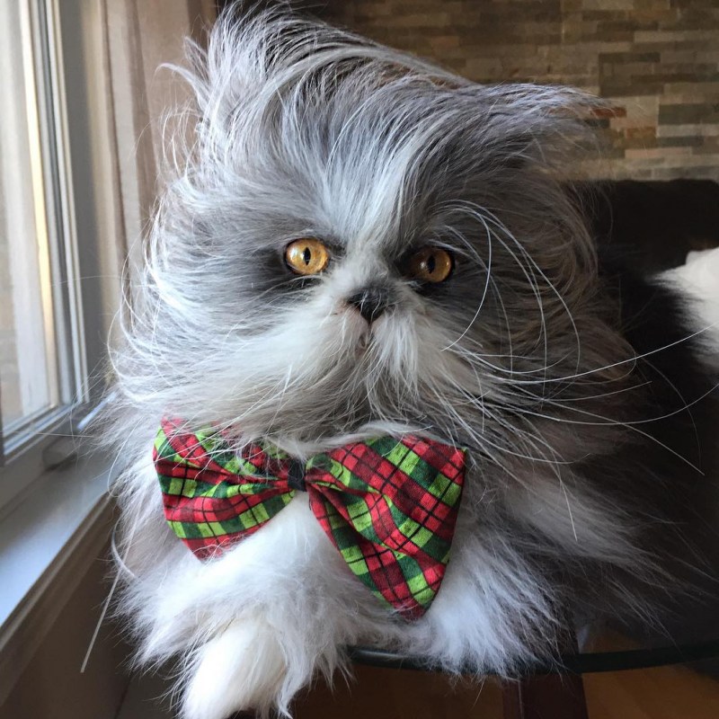 Коты с необычной внешностью
