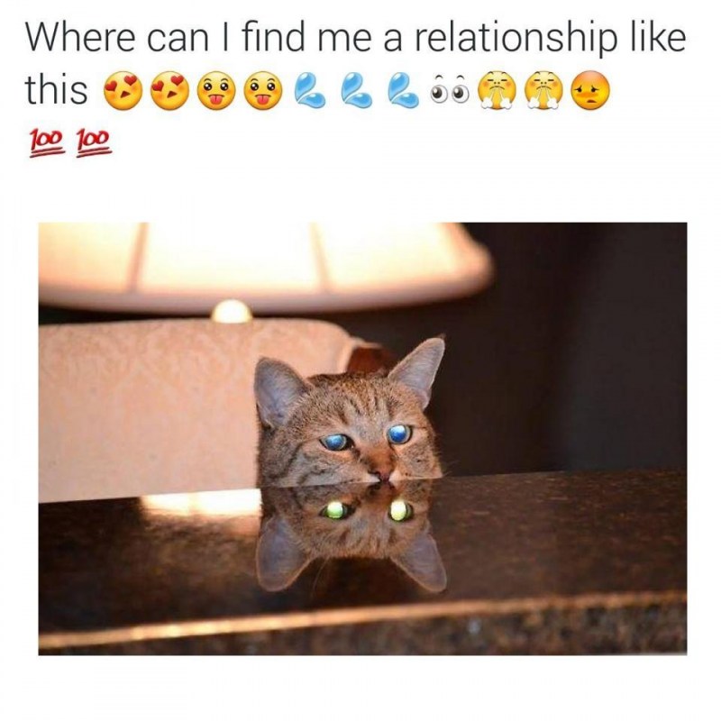 Кот наполовину
