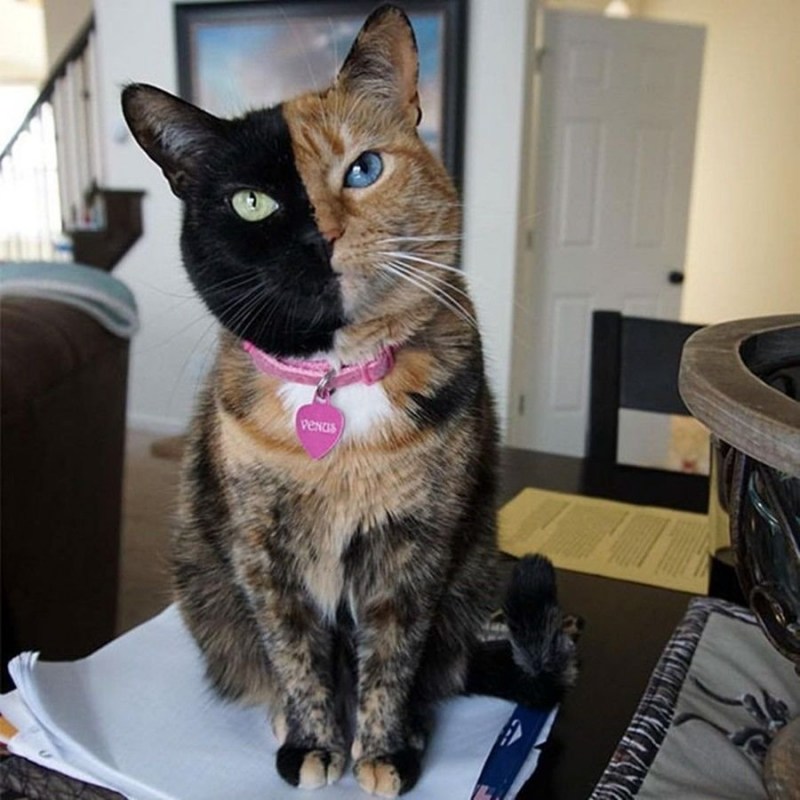 Необычные коты