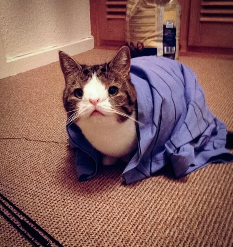 Оригинальная кошка
