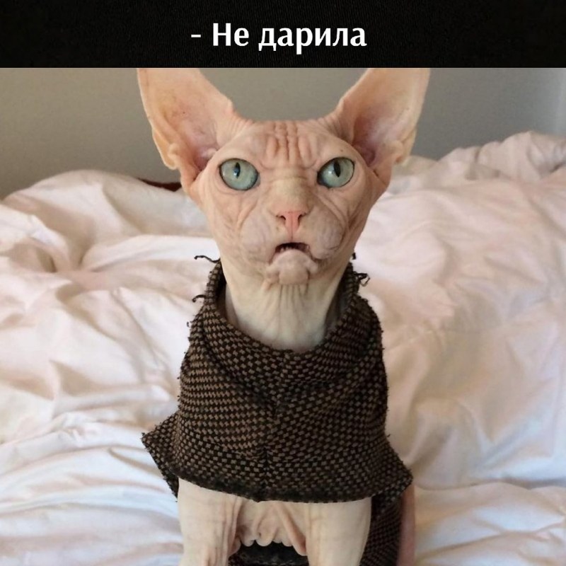 Необычные расцветки кошек
