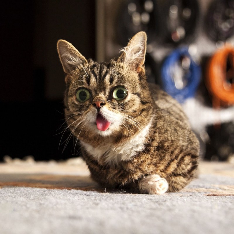 Lil Bub кошка