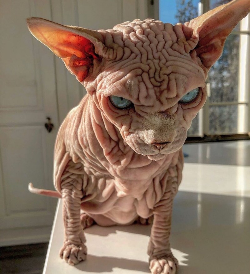 Кошка Венера Химера