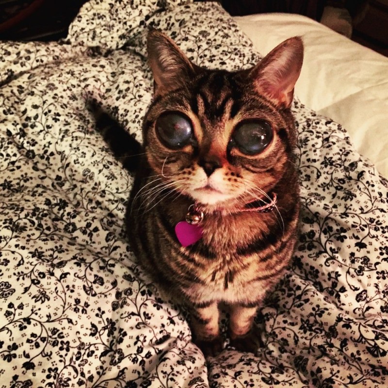 Удивительная кошка