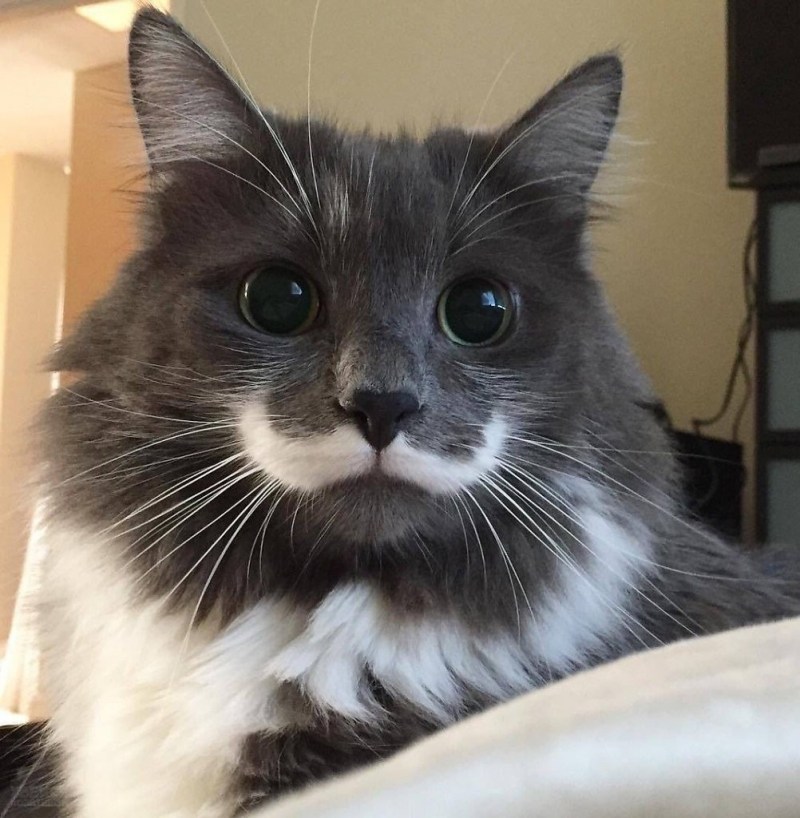 Необычные коты