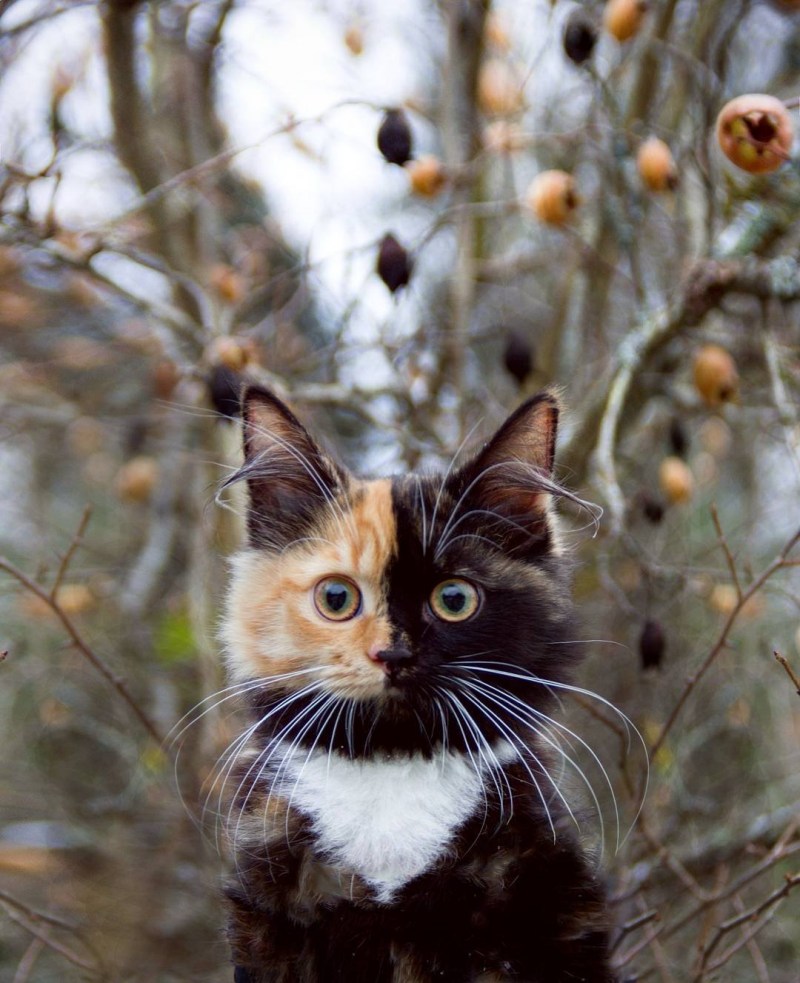 Необычные коты