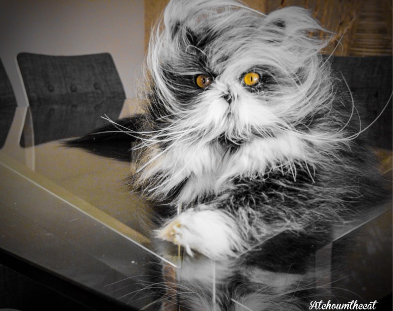 Необычные коты
