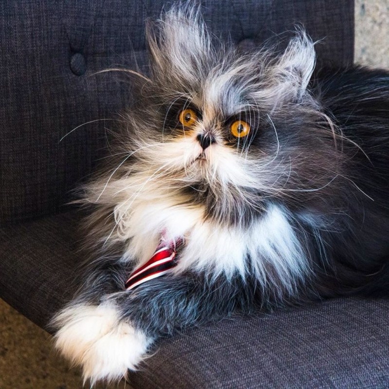 Сфинкс кошка морщинистая