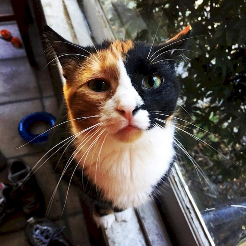 Зловещий кот