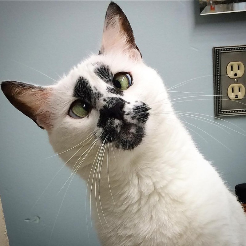 Необычные коты