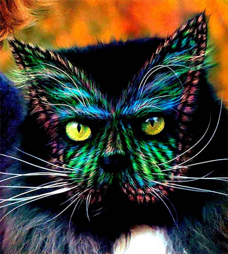 Янус кот Фрэнк и Луи