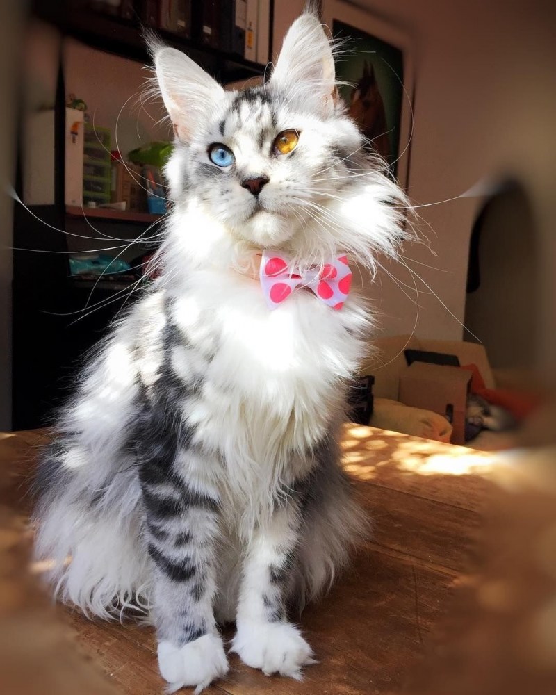 Кот Мем