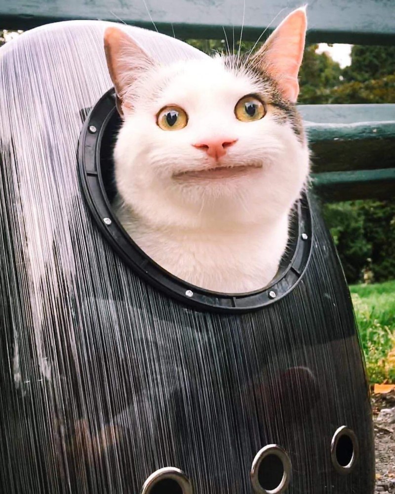 Чудной кот