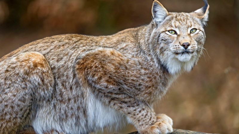 Рысь — Lynx Lynx