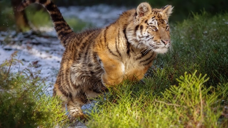 Амурский тигр и кошка