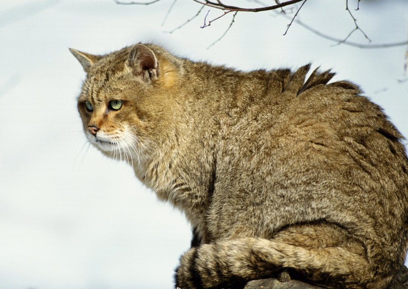 Сибирский камышовый кот