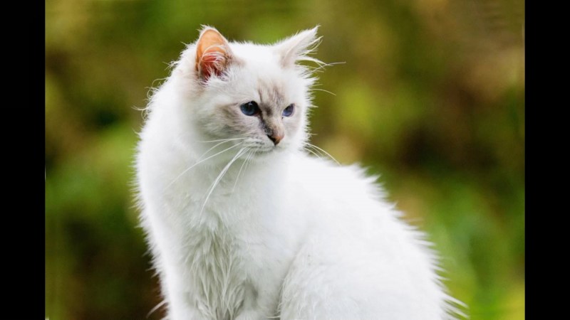 Белый котик