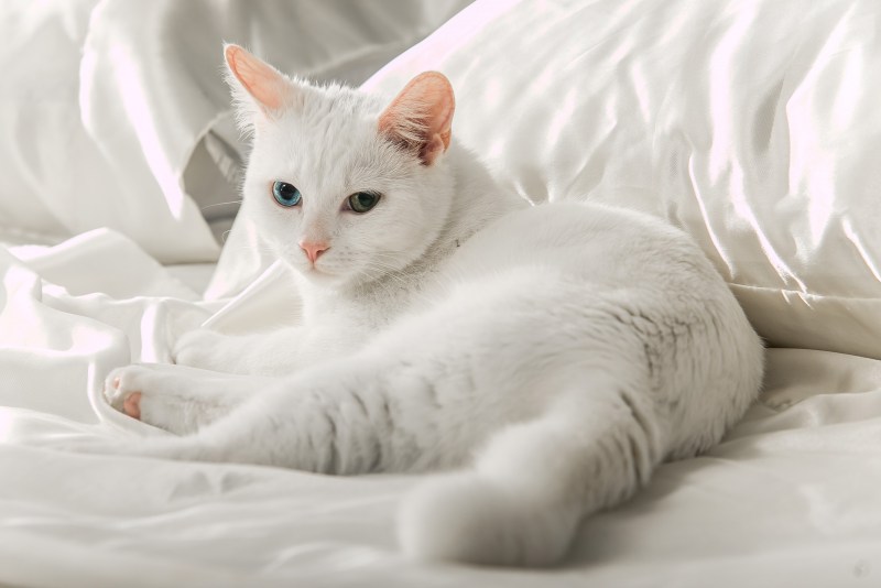Турецкая ангора кошка короткошерстная