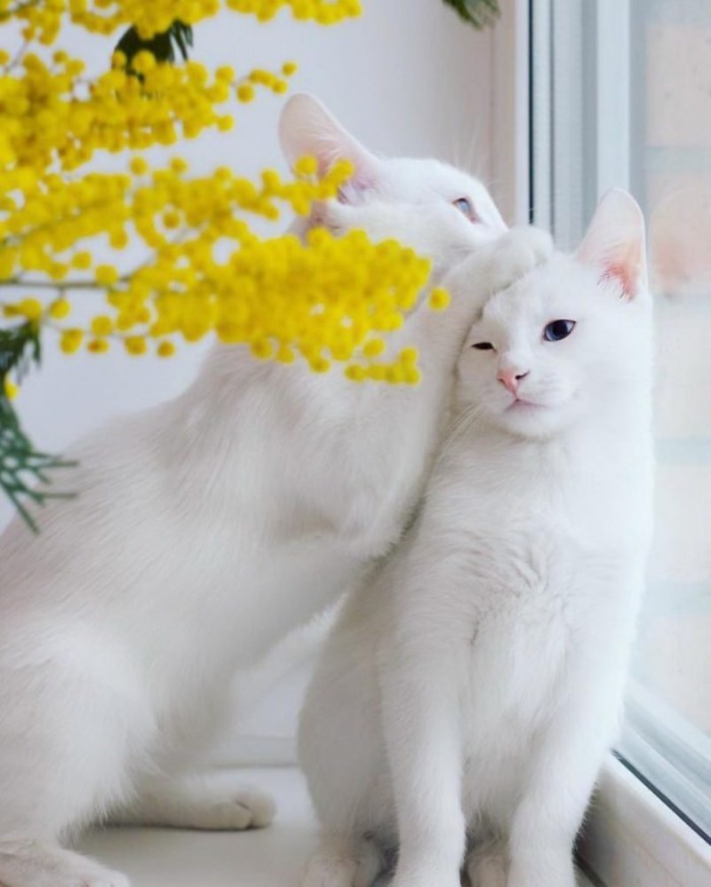 Кошки близняшки Айрис и Эбис