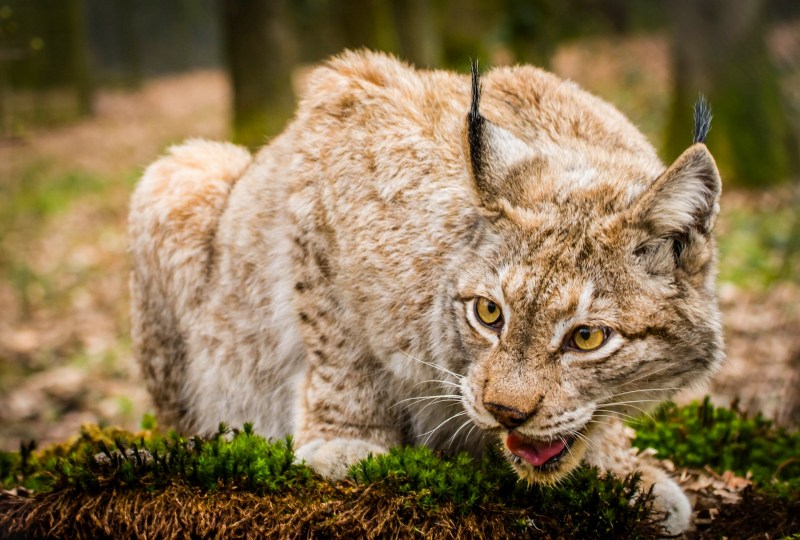 Канадская Рысь (лат. Lynx canadensis)
