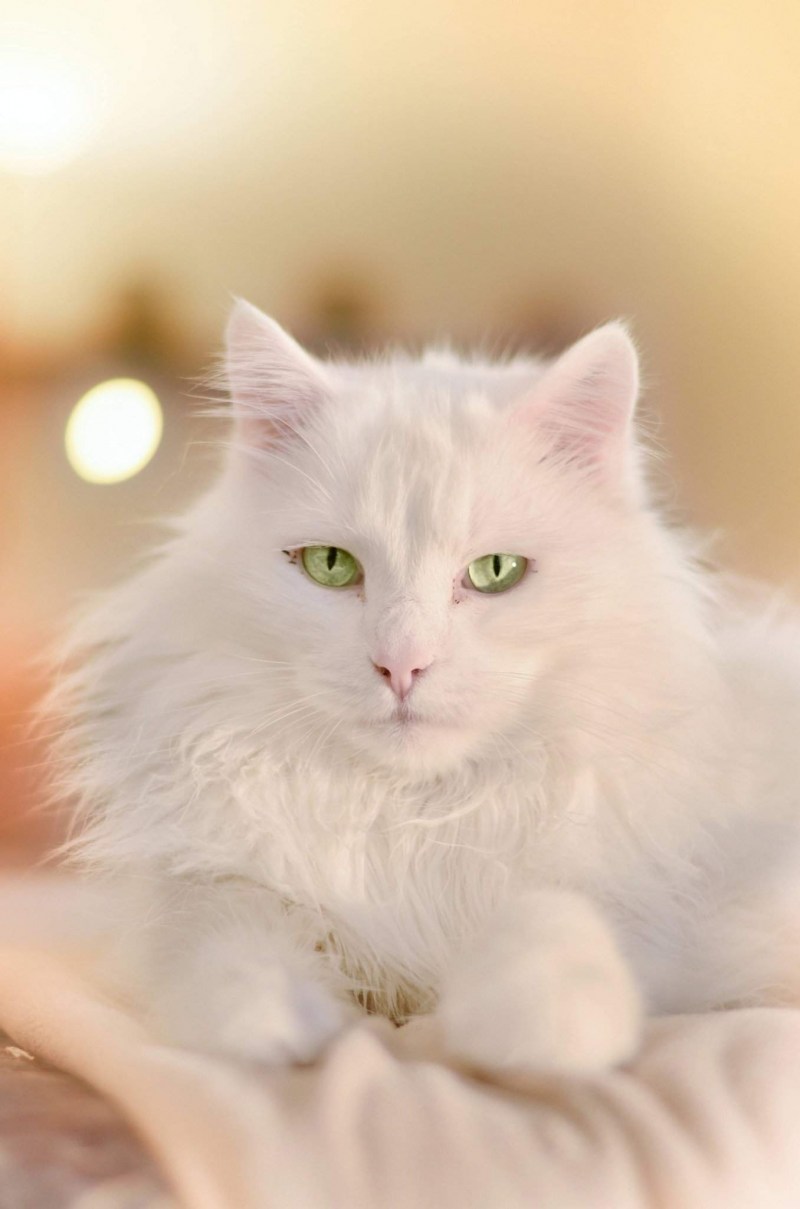Кошка белая