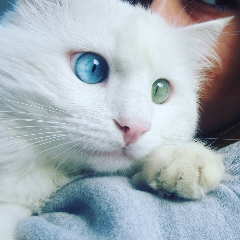 Кошки с разноцветными глазами