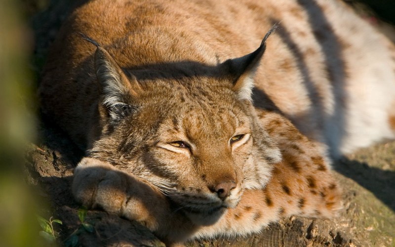 Хищные кошки