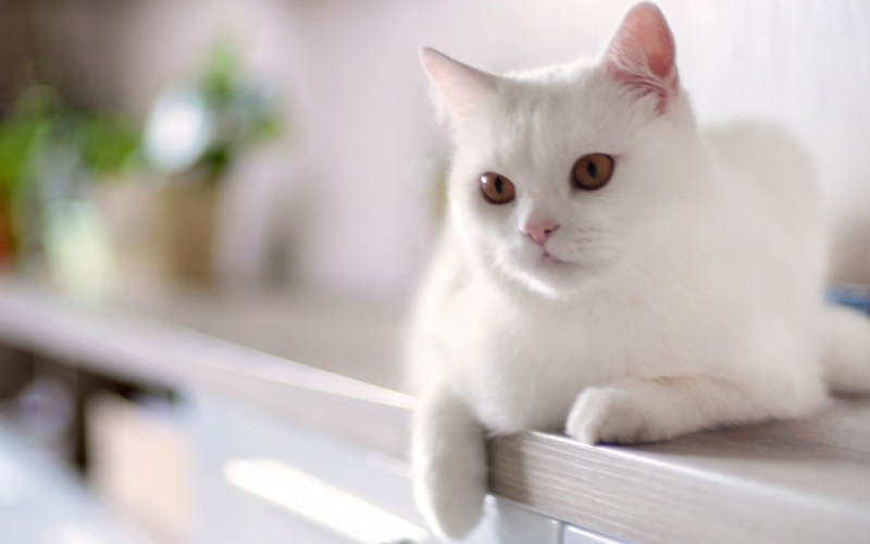 Красивая белая кошка