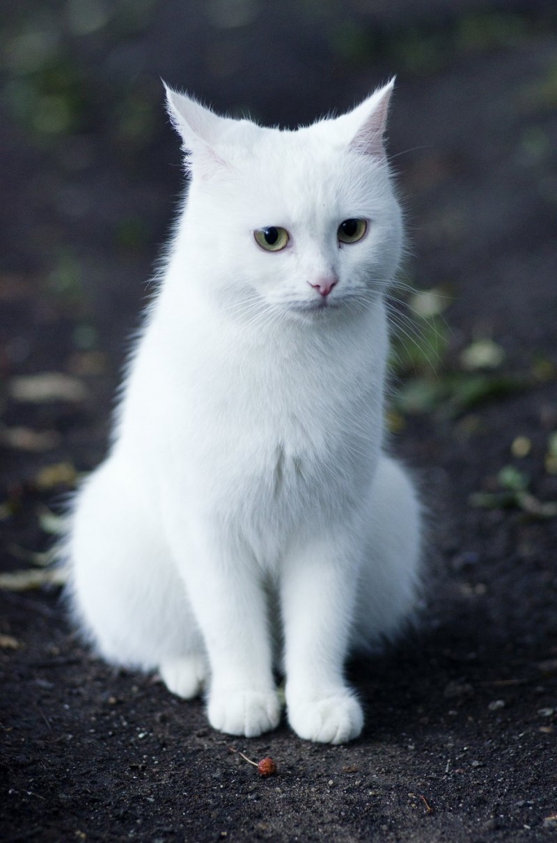 Белый кот