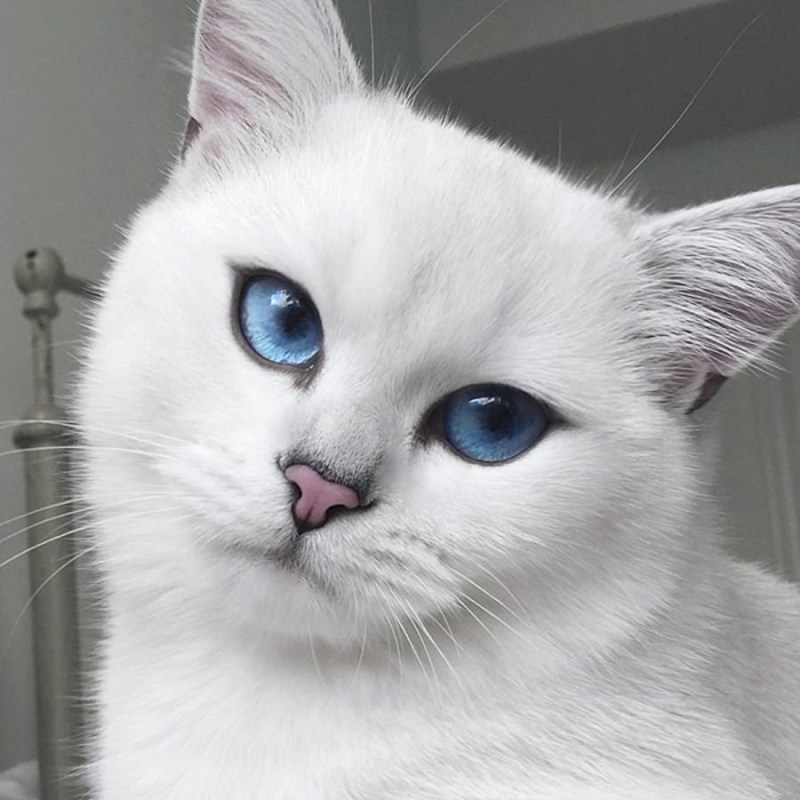 Голубоглазый кот Коби