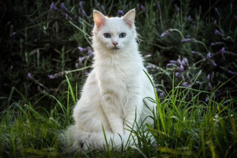 Белые коты
